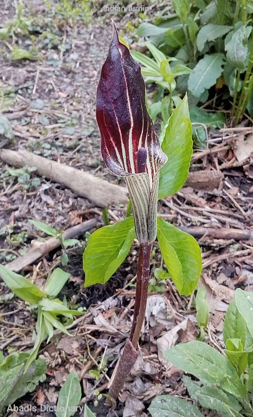 indian turnip